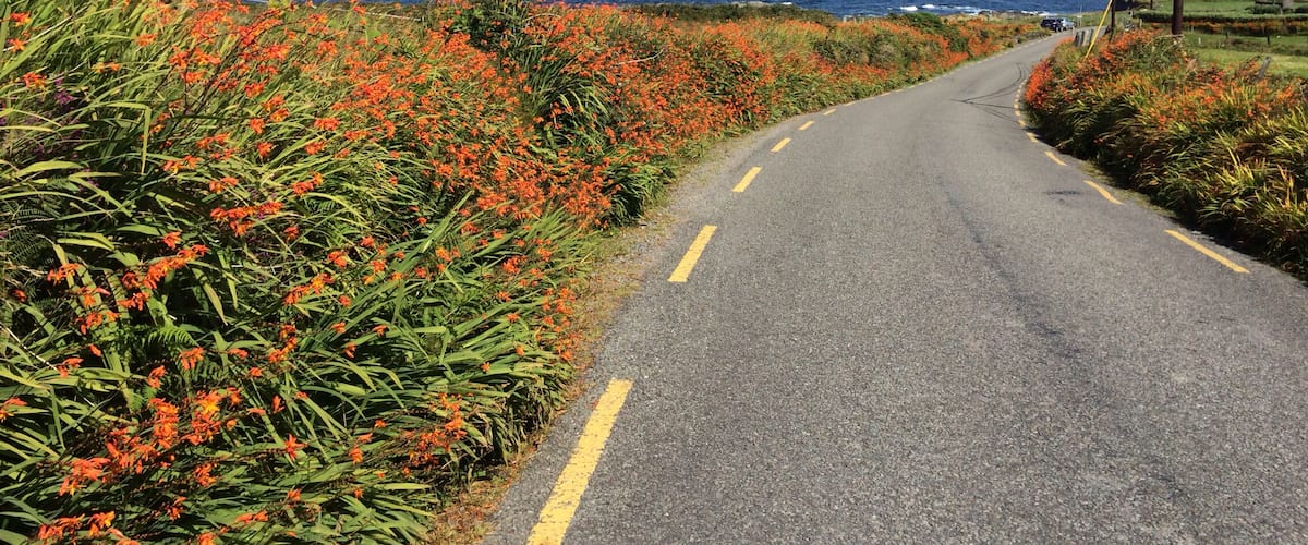 A coastal road with orange flowers, a clear blue sea, and mountains in the distance.
