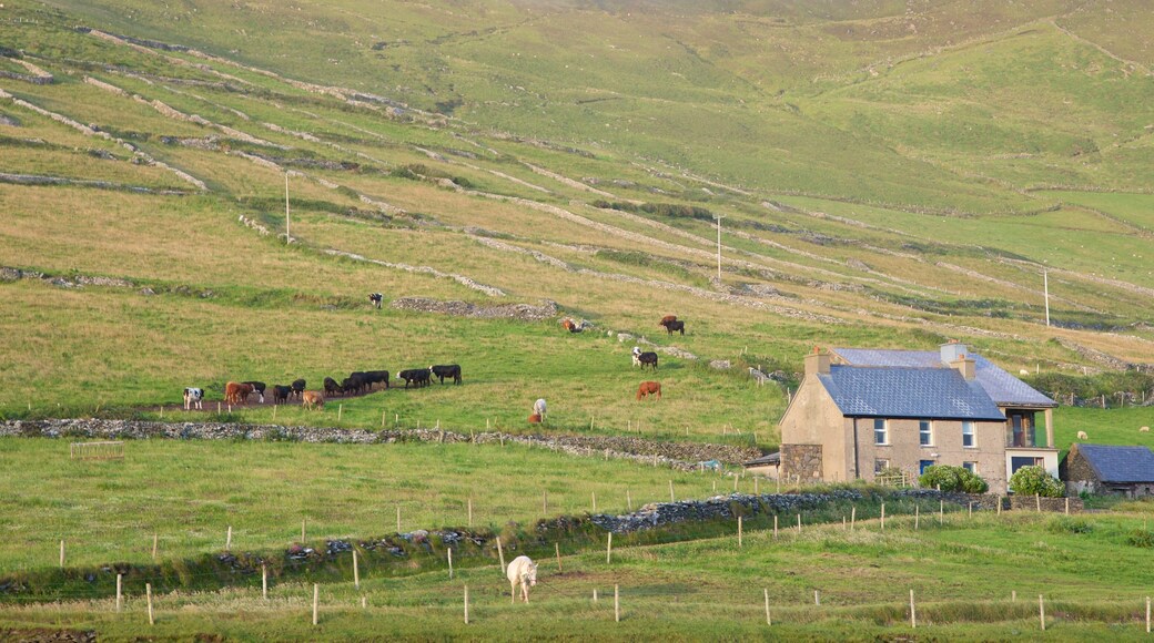 Dunmore Head featuring tranquil scenes and land animals