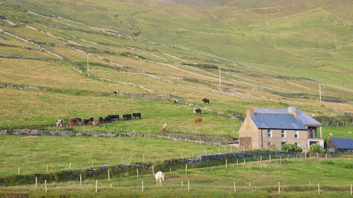 Dunmore Head featuring tranquil scenes and land animals