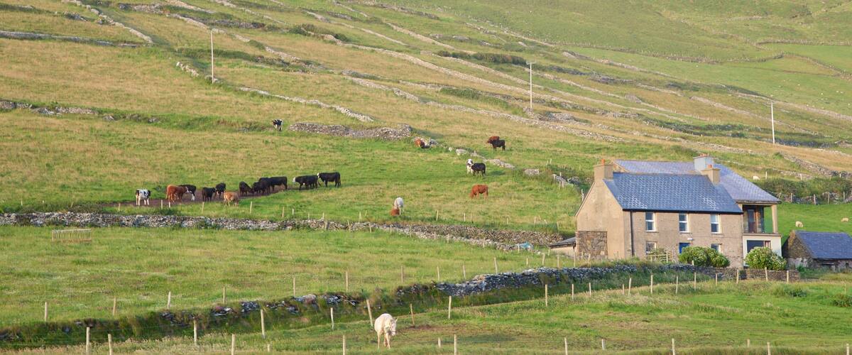 A rural landscape with rolling hills, a stone house with a blue roof, and a herd of grazing cattle.