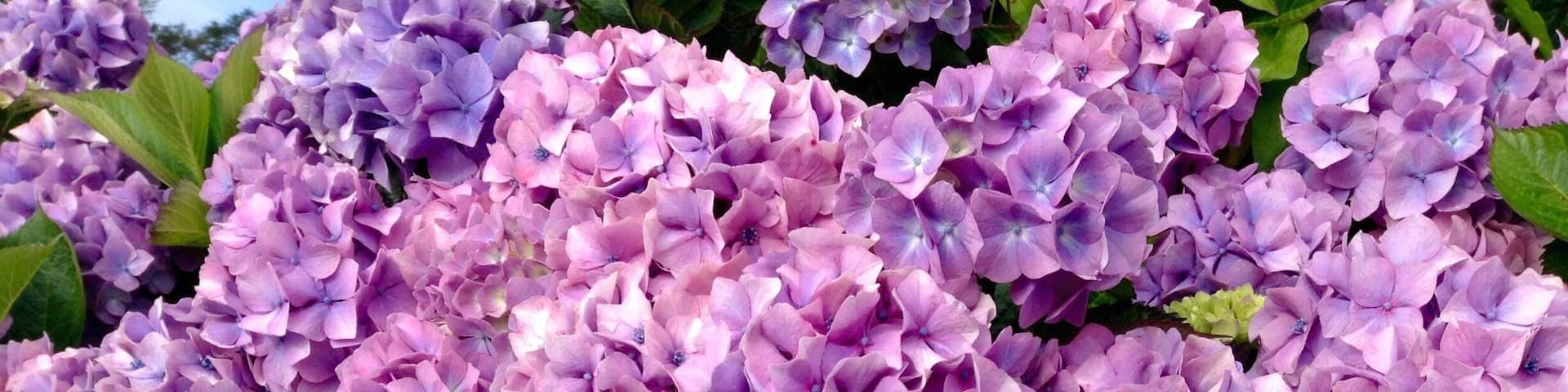 Waiting for the boat to Skellig Michael.