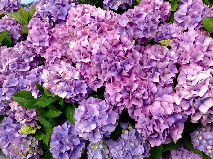 Waiting for the boat to Skellig Michael.
