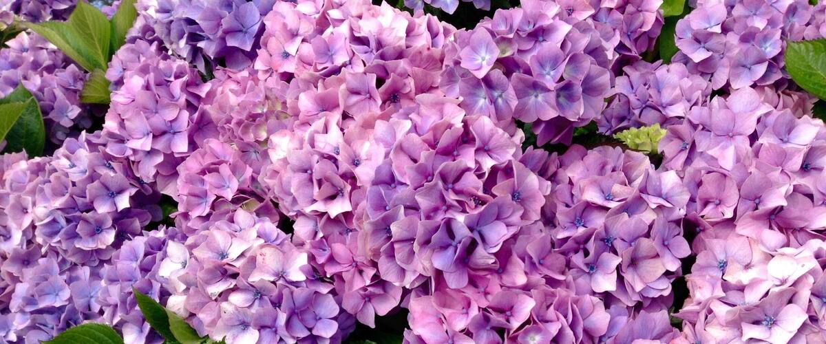A dense cluster of purple hydrangea flowers with green leaves.