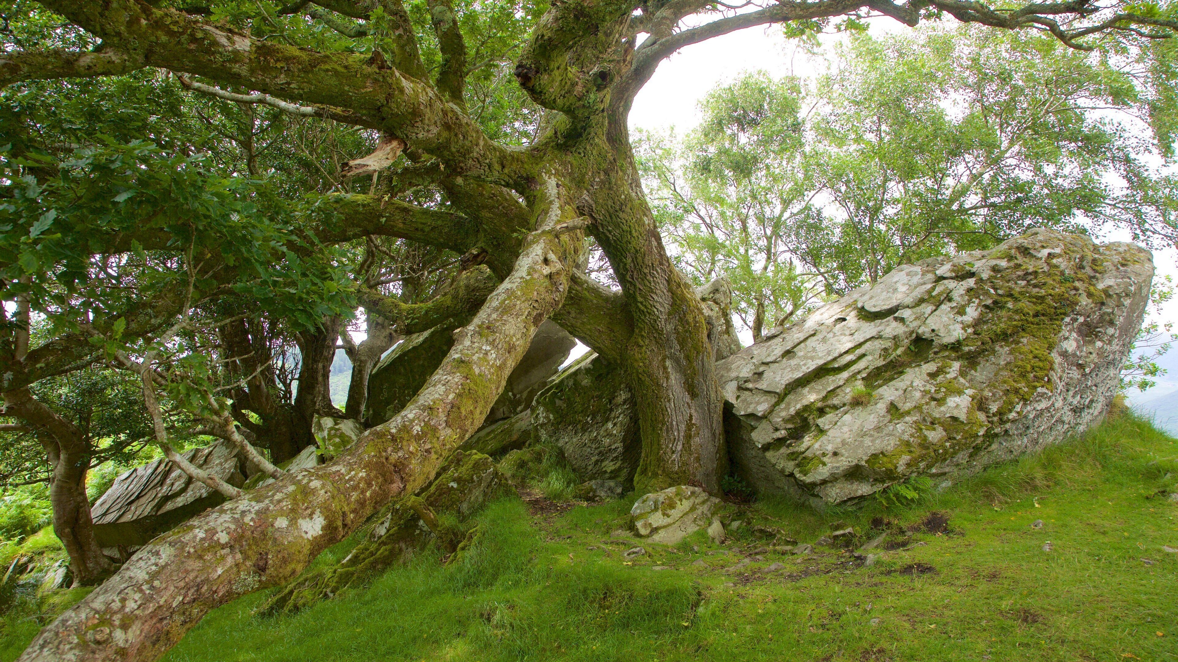 Ladies View mostrando escenas forestales y escenas tranquilas