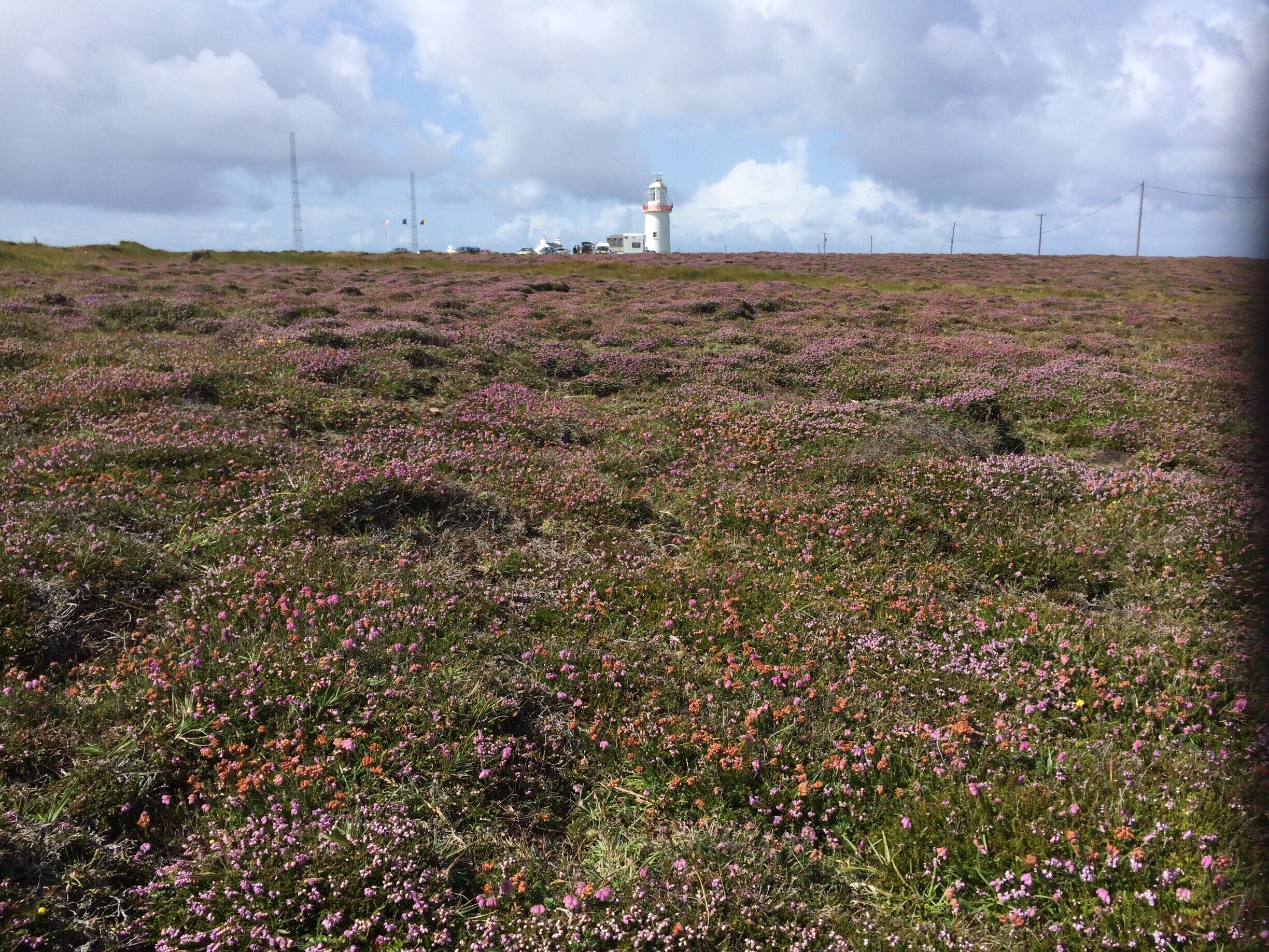 Loop Head lighthouse is at the end of a long peninsula that forms the 'upper lip' of the Shannon Estuary. For long ignored, the local community has recently made huge progress in promoting the region for tourism. The result is an area oozing with character and a multitude of local crafts and coffee shops of very high quality. The area is extremely rich in wildlife, heath vegetation, cliffs and some rare breeding birds. You won't be disappointed here, despite the long trek needed to get here.