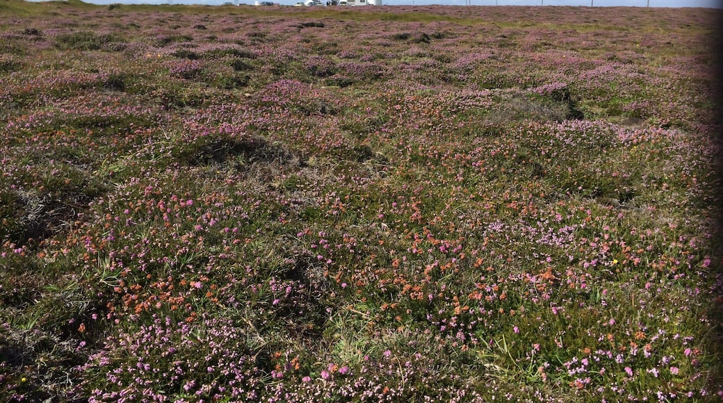 Loop Head lighthouse is at the end of a long peninsula that forms the 'upper lip' of the Shannon Estuary. For long ignored, the local community has recently made huge progress in promoting the region for tourism. The result is an area oozing with character and a multitude of local crafts and coffee shops of very high quality. The area is extremely rich in wildlife, heath vegetation, cliffs and some rare breeding birds. You won't be disappointed here, despite the long trek needed to get here.