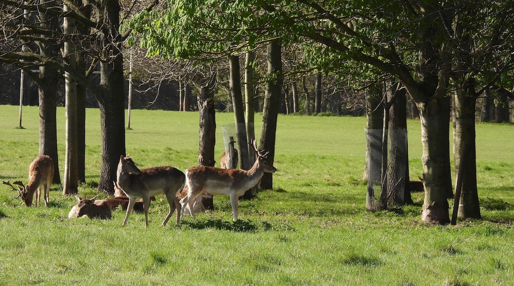 Emerald Isle Ireland