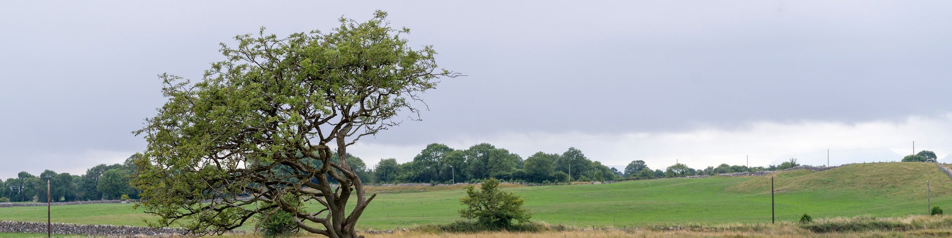 Sheep grazing in pasture, Tuam, County Galway, Ireland