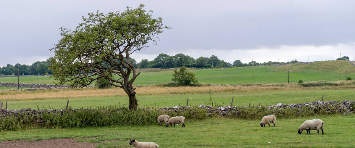 A grassy field with a stone wall and a tree.