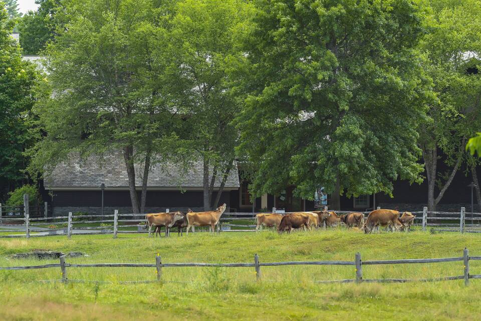 A herd of cows grazing in a fenced pasture with trees and a building in the background.