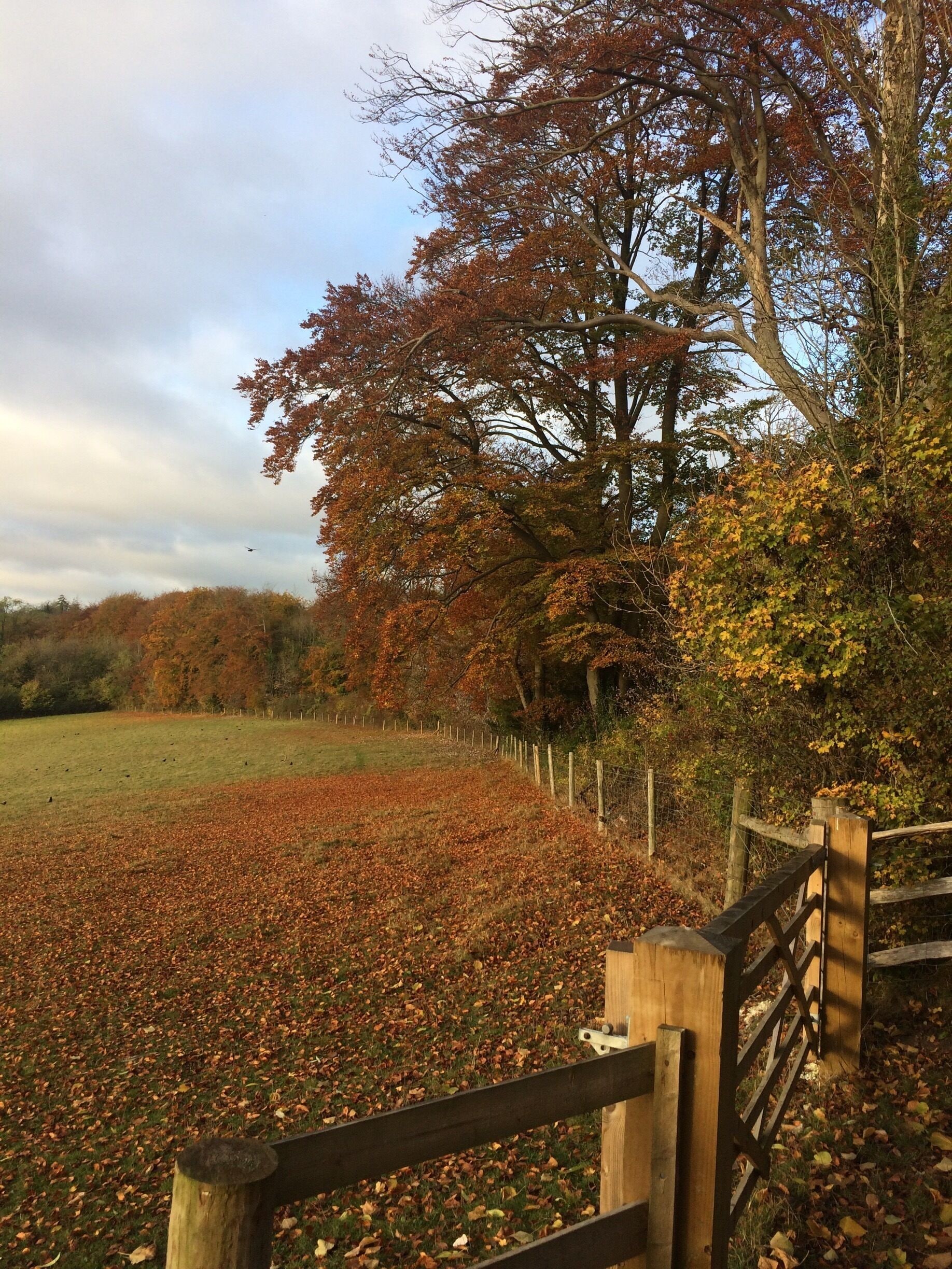 Early morning dog walk.