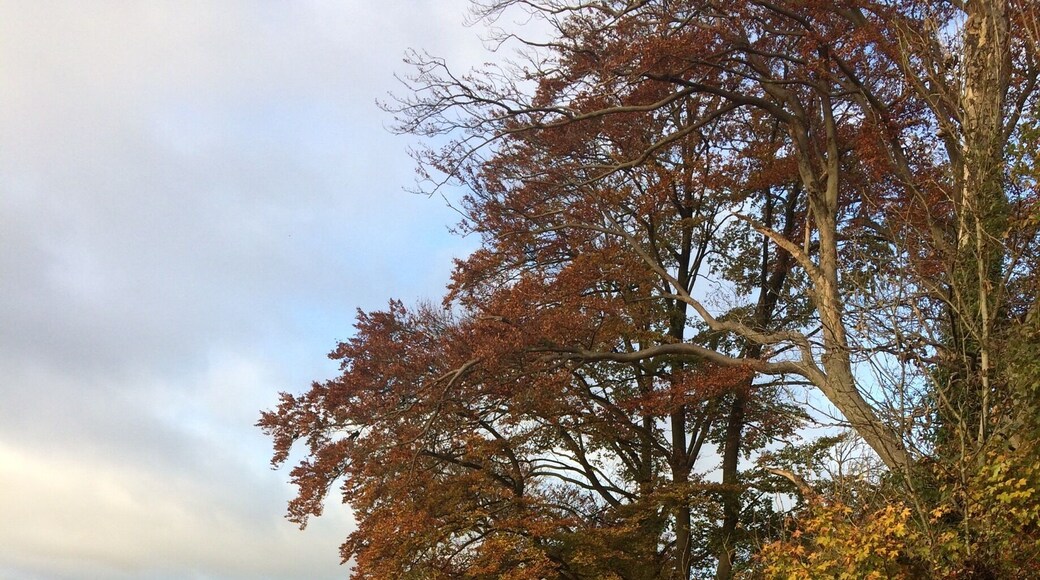 Early morning dog walk.