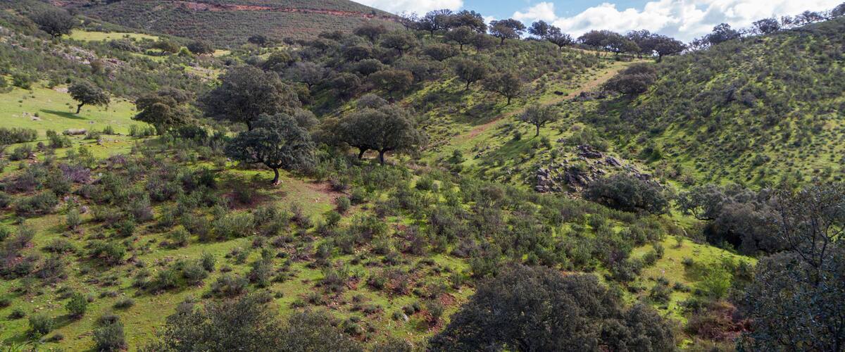 A hilly landscape with scattered trees and a clear sky.