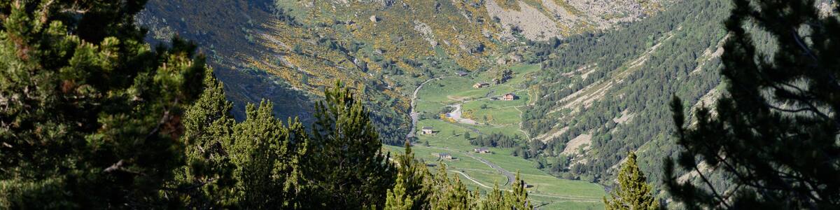 Shepherd dog caring sheep flock in El Tarter, Canillo, Andorra.