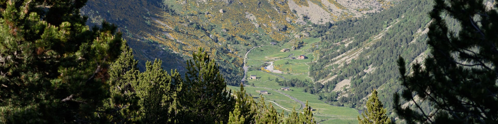Shepherd dog caring sheep flock in El Tarter, Canillo, Andorra.