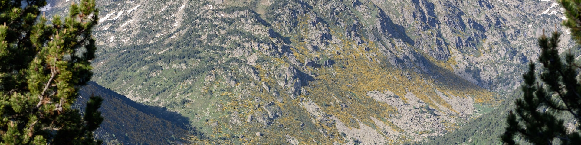 Shepherd dog caring sheep flock in El Tarter, Canillo, Andorra.