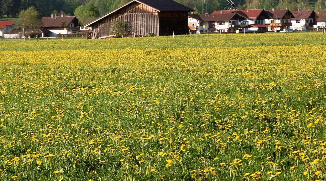 黃花地 Golden Field