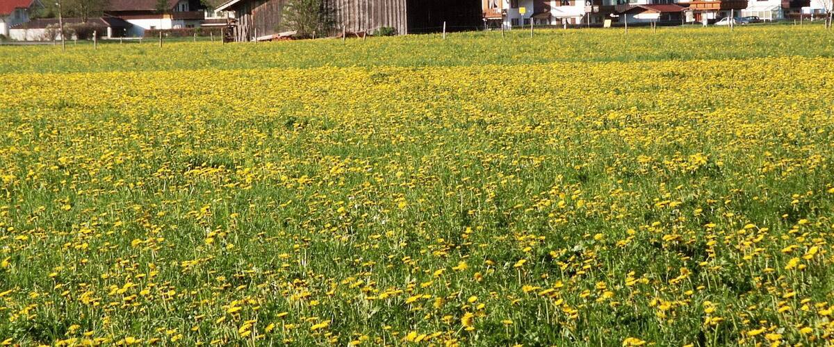 黃花地 Golden Field