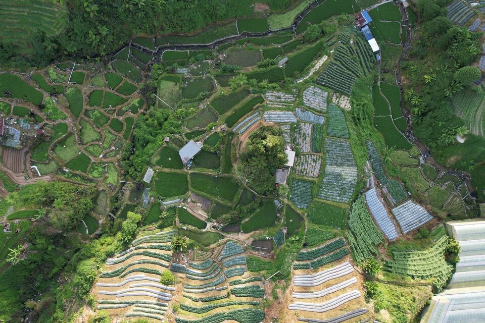 An aerial view of a terraced agricultural landscape with various crops and greenhouses.