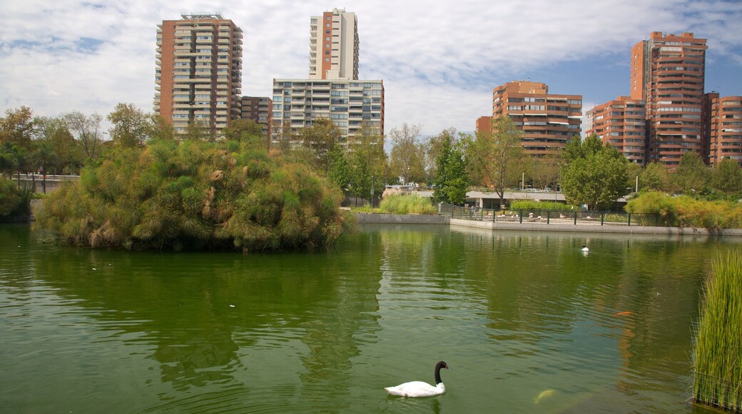 Vitacura which includes bird life and a pond