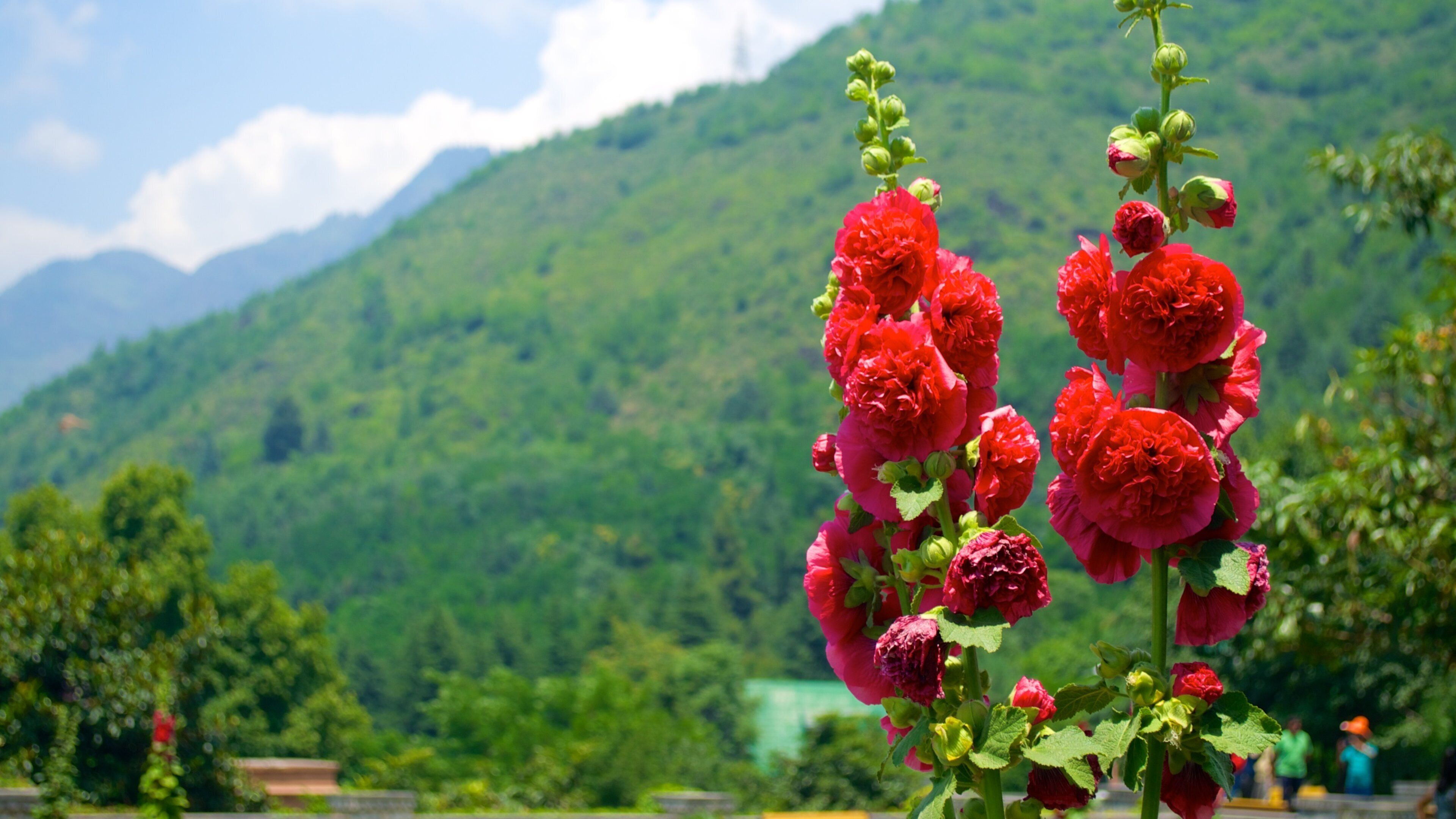 Jardín Chashma Shahi mostrando flores