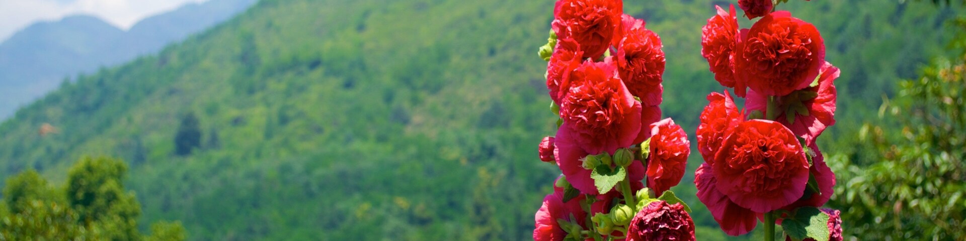 Chashma Shahi Garden showing flowers