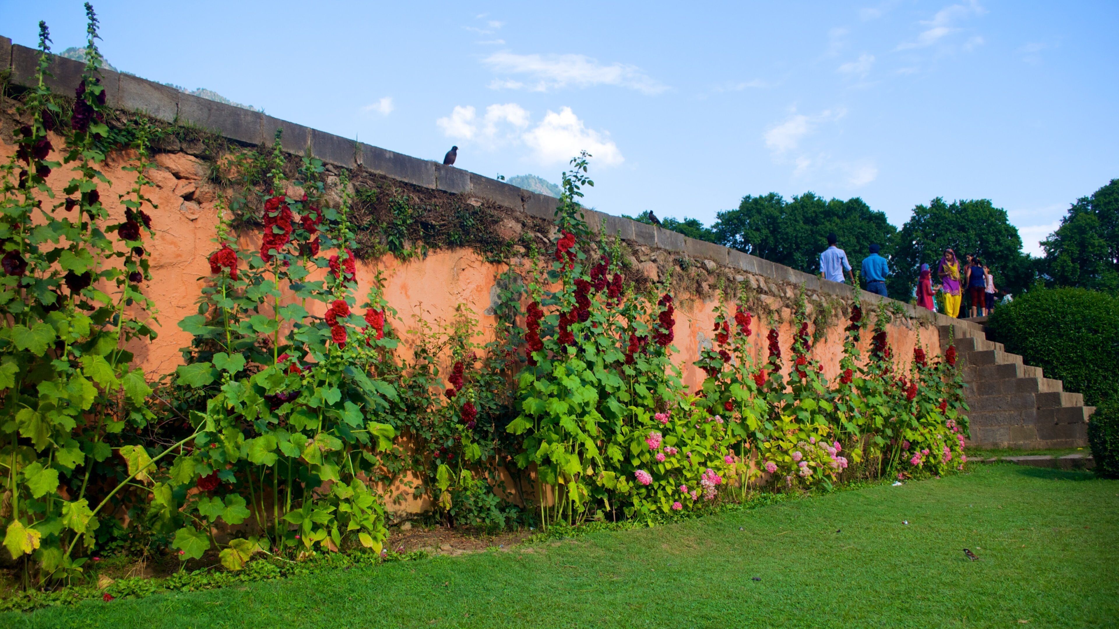 Mughal Gardens featuring flowers