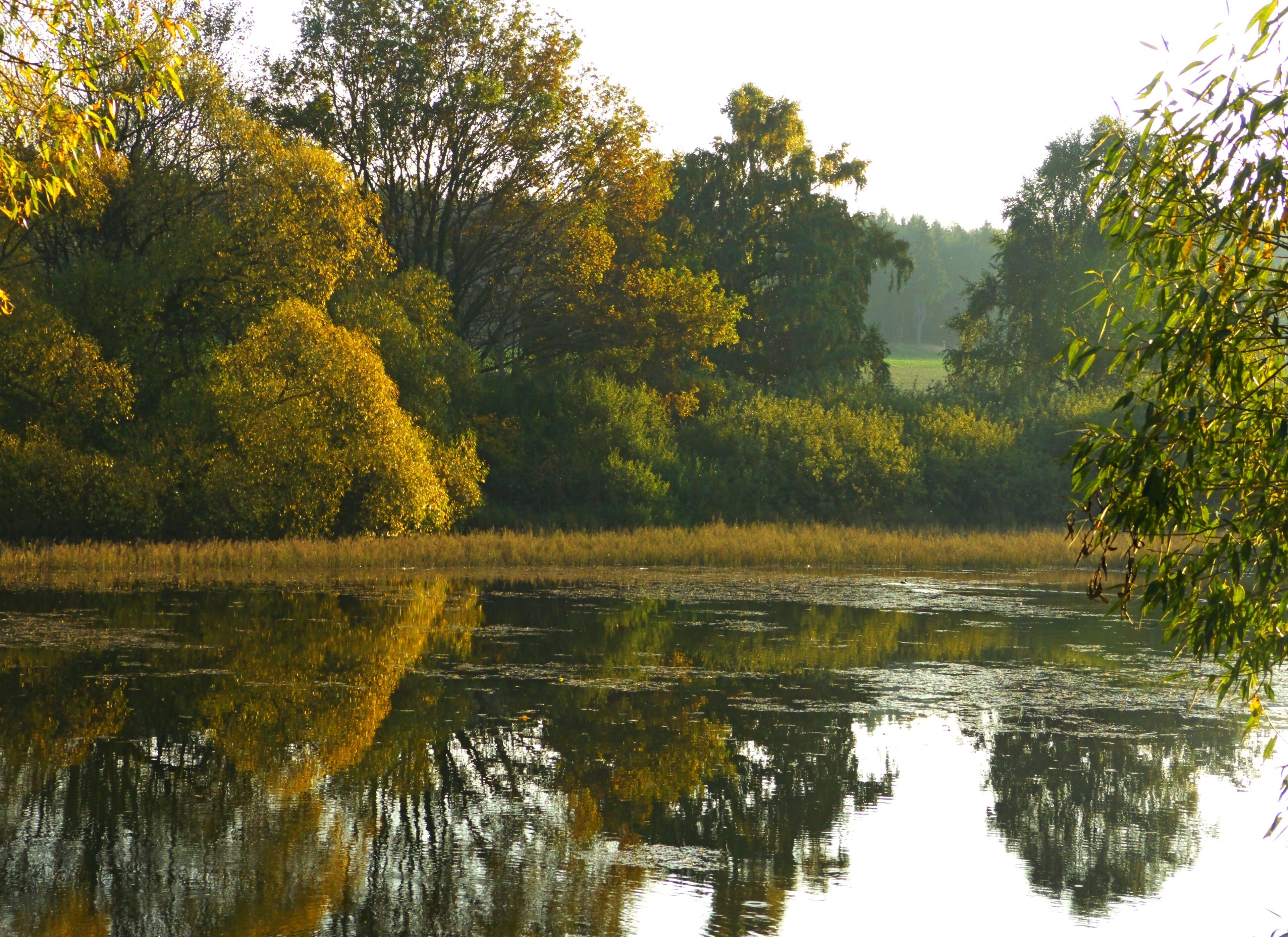 Fauler Fützenteich (Straßberg)