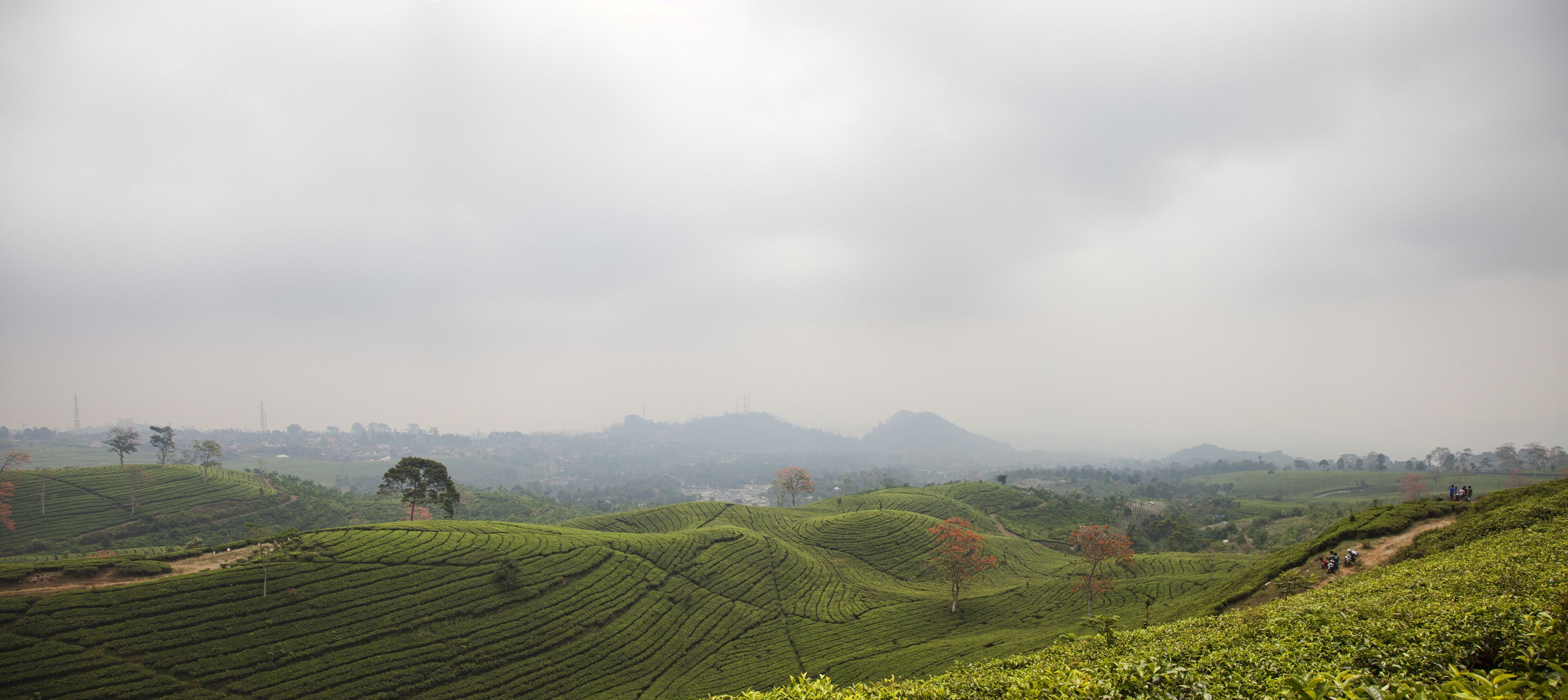 Tea plantation landscape in Indonesia