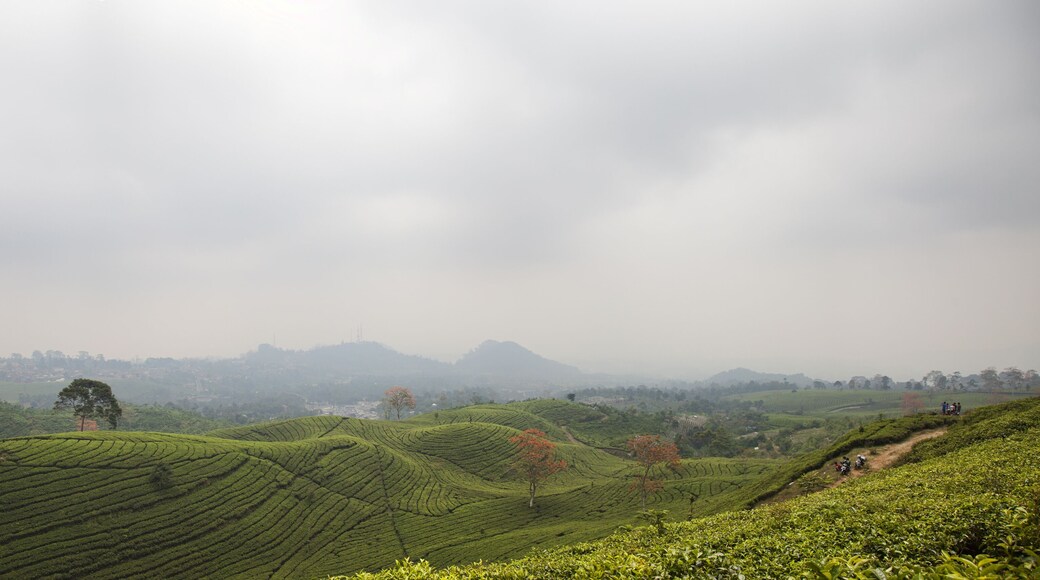 Tea plantation landscape in Indonesia