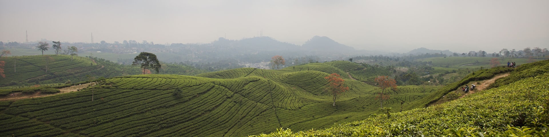 Tea plantation landscape in Indonesia