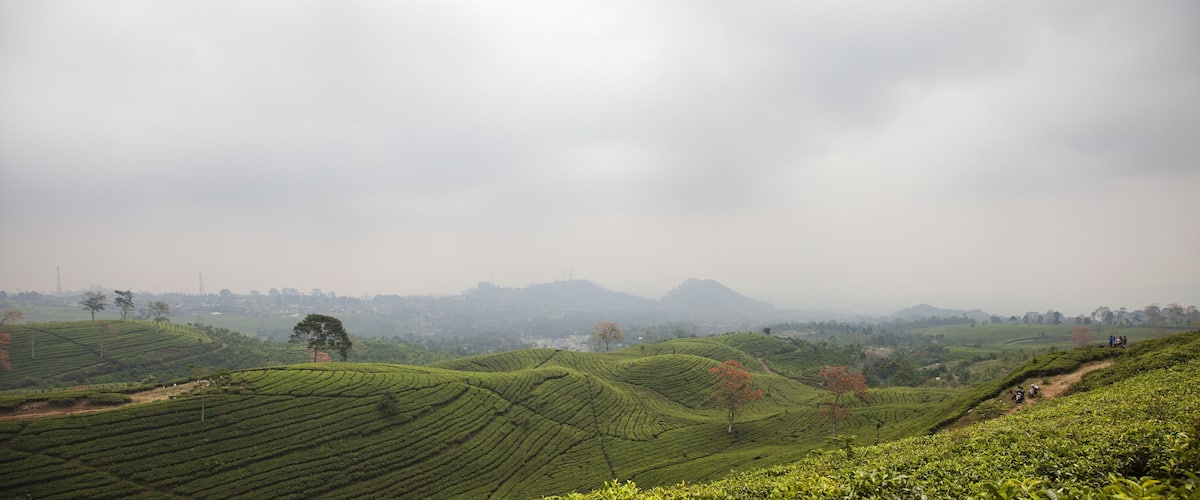 Terraced tea plantations with a misty mountain backdrop.