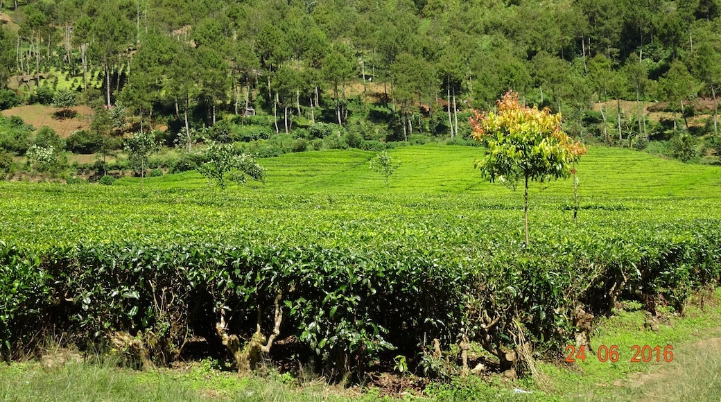 Tea bushes are trimmed after picking. Patches of "bald bushes" are left to grow leaves.