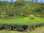 Tea bushes are trimmed after picking. Patches of "bald bushes" are left to grow leaves.