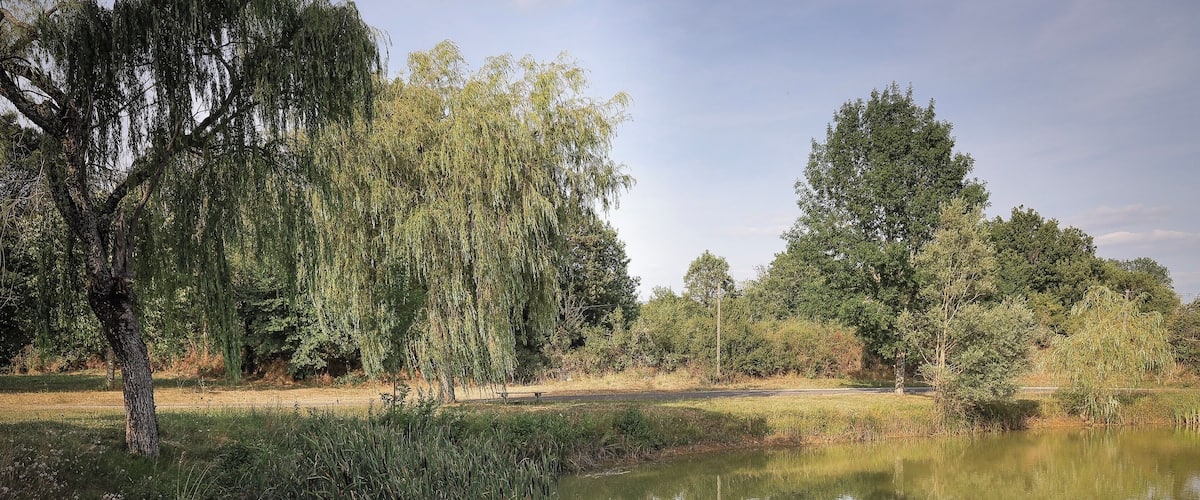 A calm pond surrounded by trees and grass.