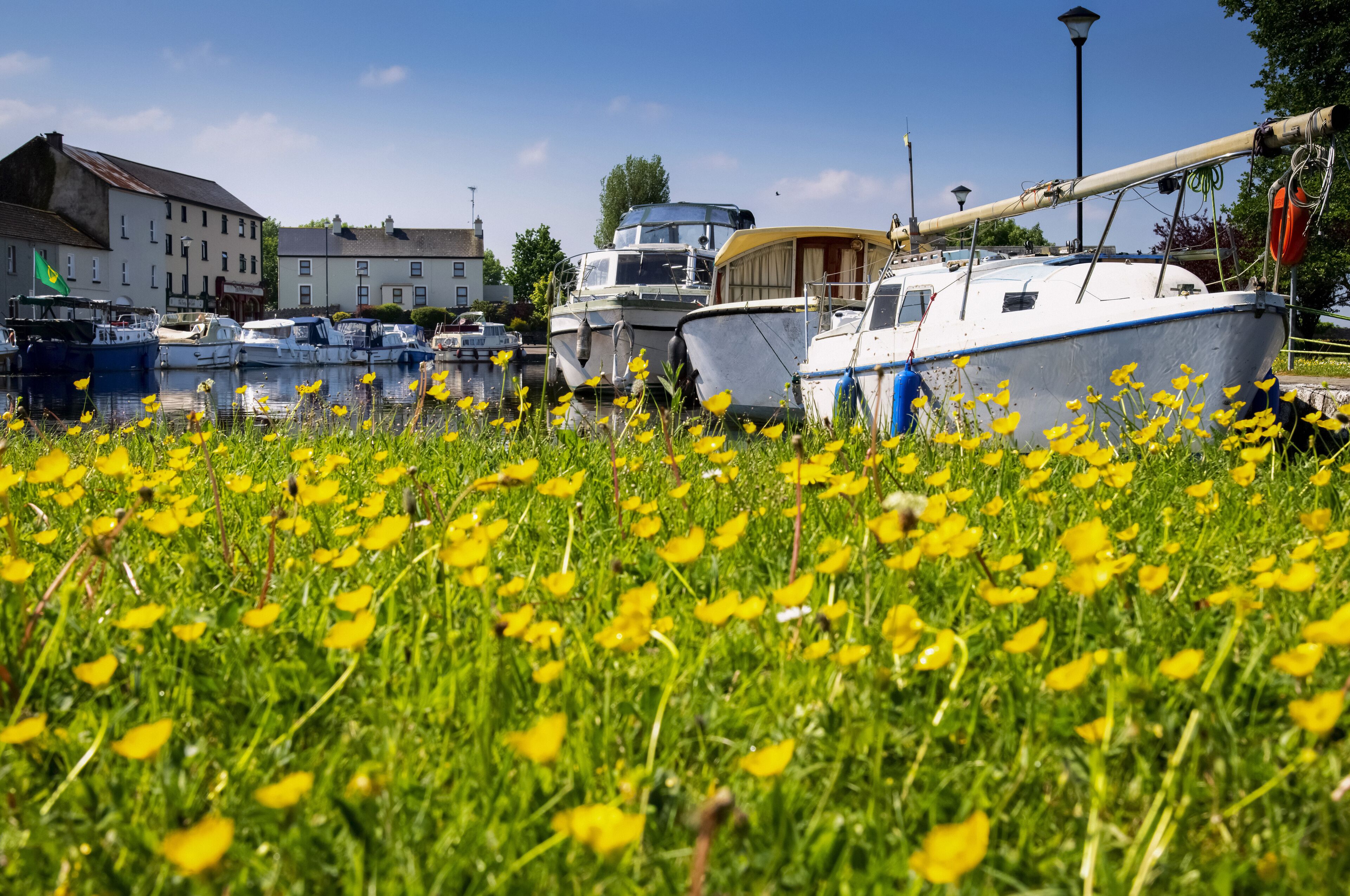 Blossoming yellow flowers along the waterfront of Clondra Village; Clondra, County Longford, Ireland