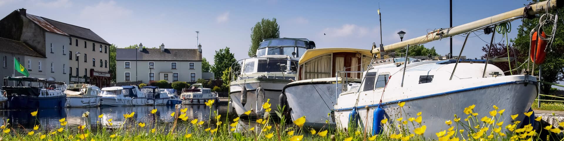 Blossoming yellow flowers along the waterfront of Clondra Village; Clondra, County Longford, Ireland
