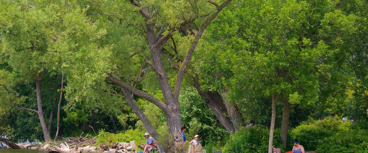 A riverbank with people sitting and standing among trees and bushes.