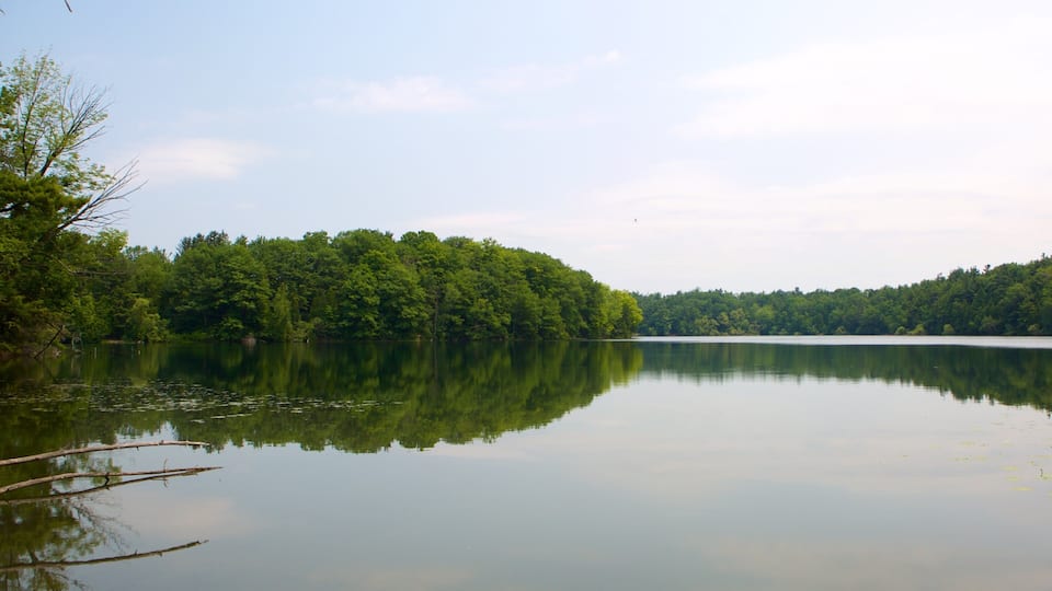 A calm lake surrounded by dense green forest.