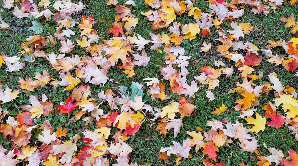 Beautiful maple leafs :)