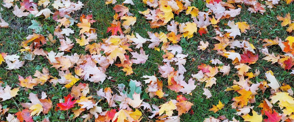 Beautiful maple leafs :)