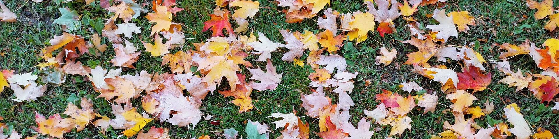 Beautiful maple leafs :)