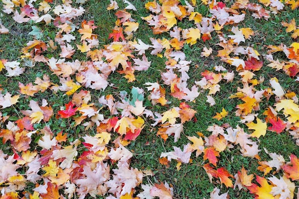 Beautiful maple leafs :)