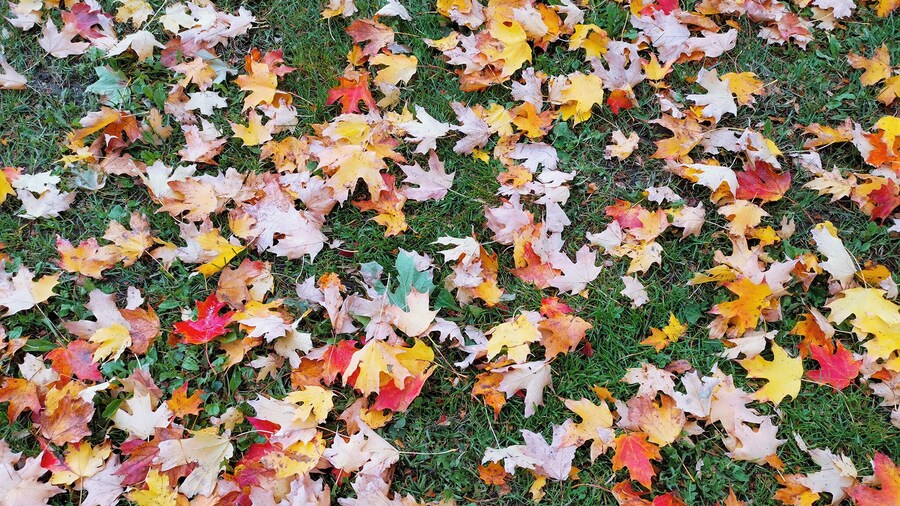 Beautiful maple leafs :)