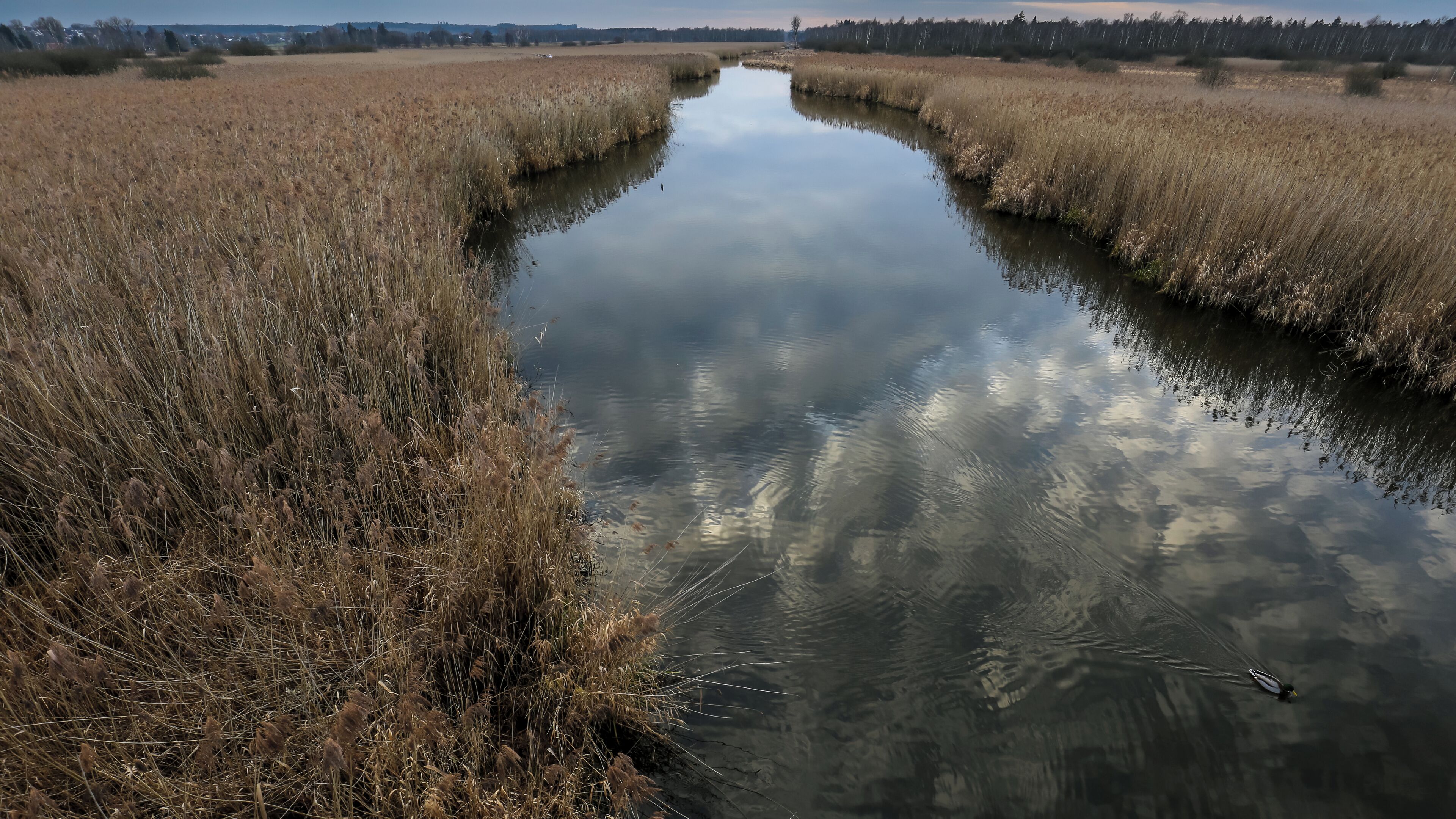 Winterliche Kanzach im Europareservat Federsee (NSG „Federsee“ Schutzgebiets-Nr. 4.019). Blick Richtung Westen vom Besucherturm aus. Die Kanzach wurde mit einem Wehr aufgestaut, um den Wasserspiegel des Federsees zu regulieren.