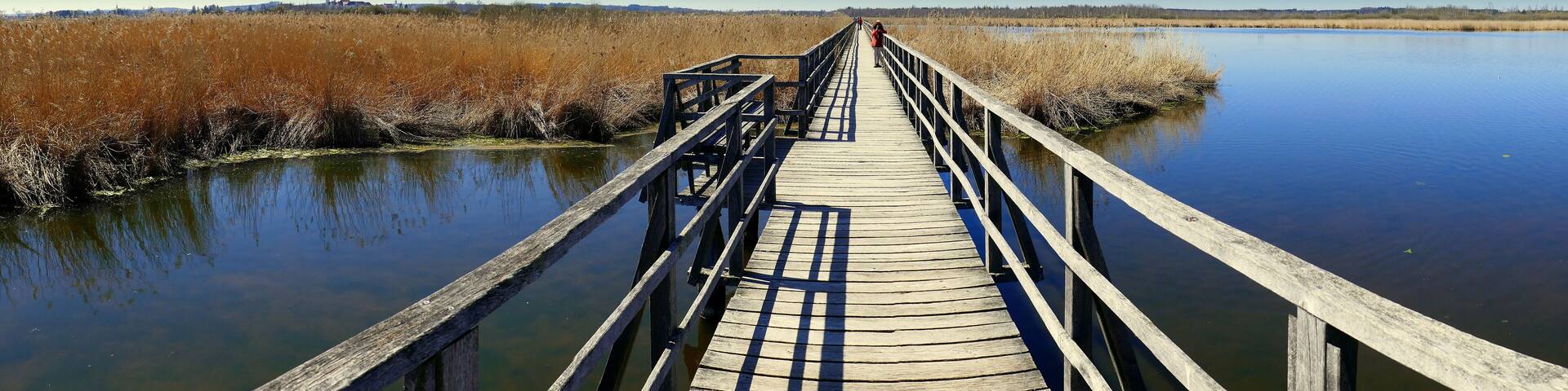 weites Panorama von Holzsteg über Federsee zum Schilfgürtel im Naturschutzgebiet bei blauem Himmel