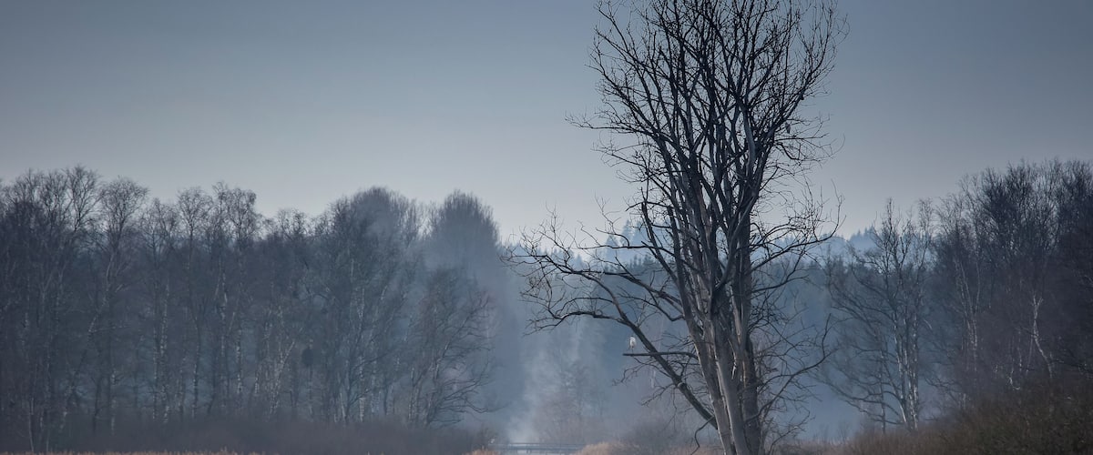 Europareservat Federsee bei Bad Buchau in Oberschwaben (NSG „Federsee“, Schutzgebiets-Nr. 4.019), in winterlicher Ruhe. Blick vom Besucherturm Richtung Westen, die Kanzach entlang. Die Kanzach ist der Hauptabfluß des Federsees; sie wurde mit einem Wehr aufgestaut, um den Wasserspiegel des Sees zu regulieren.