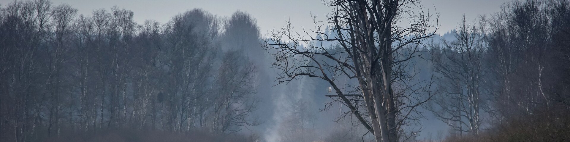 Europareservat Federsee bei Bad Buchau in Oberschwaben (NSG „Federsee“, Schutzgebiets-Nr. 4.019), in winterlicher Ruhe. Blick vom Besucherturm Richtung Westen, die Kanzach entlang. Die Kanzach ist der Hauptabfluß des Federsees; sie wurde mit einem Wehr aufgestaut, um den Wasserspiegel des Sees zu regulieren.
