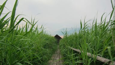 Bouncing Bog at Bad Buchau
There is a park with trails through the woods and over Lake Federsee. When you walk on the trail, the ground bounces. You can watch the trees sway, or your friends move up and down, even though they are several feet away. You can hire a local guide from the park agency to take you around and they'll tell you the history of the area, as well as the lake and bog.