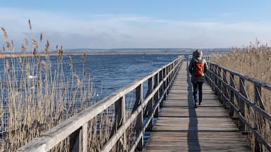 Una pasarela de madera que se extiende sobre el agua, bordeada de altos carrizos y un cielo despejado.
